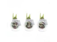 Hviezdnik (Hippeastrum hybride) vo vosku 