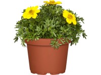 OBI Living Garden Dvojzubec (Bidens ferulifolia), pr. cca 13 cm