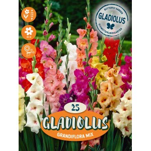 Farebná zmes gladiol ako cibuľky kvetov pre záhony a obruby.