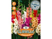 Gladioly 
