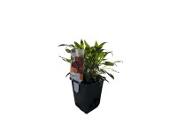 OBI Cheirant voňavý 