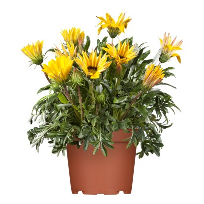 GROW by OBI Gazánia (Gazania hybrida), pr. kv. cca 19 cm