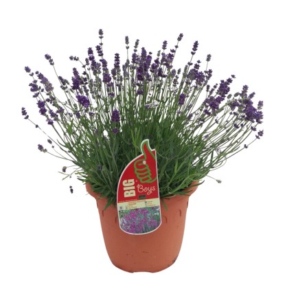 Levanduľa úzkolistá (Lavandula angustifolia), pr. kv. 26 cm