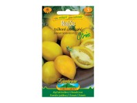 Gardenie Rajčiak kolíkový citrónový CITRINA žltý