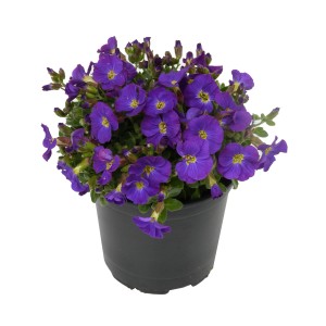 Aubrieta Purple v kvetináči, cca 11 cm Ø, s fialovými kvetmi.