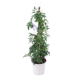 Izbový jazmín pyramída v bielom kvetináči, cca 60-70 cm vysoký. Črepníková rastlina s oporou na popínanie.