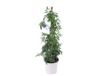 Landgard Jazmín mnohokvetý (Jasminum polyanthum) biely cca výška 60-70cm pr.17cm