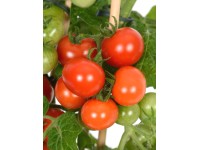 OBI Cherry rajčata Pick & Joy pr. kvetináča 14 cm, výška 40-50 cm