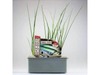 Pór záhradný (Allium porrum) v miske, 6 ks