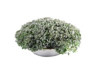 Hornoklasec (Orostachys furusei) v zinkovom kvetináči, pr. kv. cca 29 cm