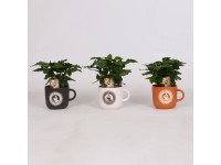 Kávovník arabský (Coffea arabica) v hrnčeku na kávu, pr. kv. cca 12 cm