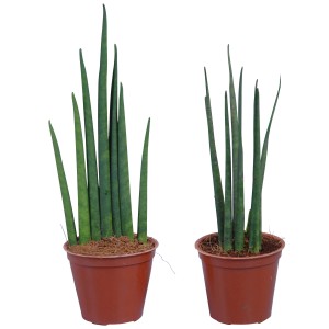 Sansevieria Cylindrica 'Spaghetti', dve rastliny v hnedom kvetináči, sukulent.