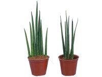 Svokrin jazyk Cylindrica Spaghetti s priemerom kvetináča cca 7 cm