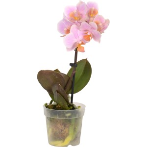 Miniatúrna motýlia orchidea (Phalaenopsis) s ružovými kvetmi v kvetináči.