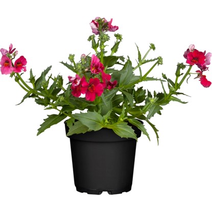 Nemezia žľaznatá (Nemesia strumosa), rôzne farby, pr. kv. 11 cm