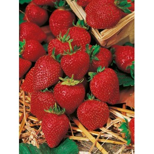 Čerstvé, červené záhradné jahody (Fragaria) v kvetináči, pripravené na konzumáciu.