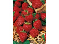 Jahoda ananásová priemer kvetináča cca 9 cm Fragaria