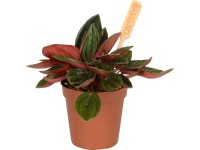 Minimix sukulentov priemer kvetináča cca 6 cm