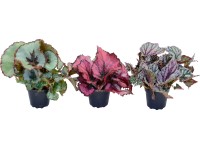 Begónia kráľovská výška cca 7 - 12 cm priemer kvetináča cca 6 cm Begonia rex