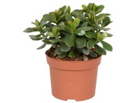 Tučnolisty Minové Magic