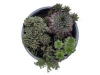 Vonkajšie sukulenty mix 5-10 cm, pr. 19 cm