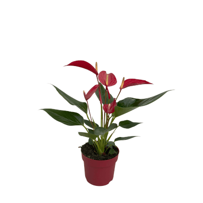 Túlitka Andréova (Anthurium andreanum) "Banderola Roja", pr. kv. cca 10,5 cm