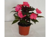 Netýkavka Hawkerova (New Guinea impatiens) pr. cca 12 cm