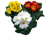 Prvosienka (Primula) priemer kvetináča cca 11 cm