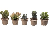 Giromagi Sukulent rôzne druhy výška 10-15 cm, pr. kvetináča 6,5 cm