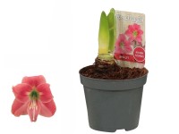 Hviezdnik (Hippeastrum hybride), ružová, pr. 9 cm