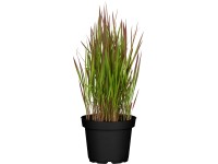 Grow by OBI Lalang valcovitý Red Baron hnedočerv. neskoro., pr. kv. 19 cm