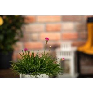 GROW by OBI Lomikameň prímorský červený v kvetináči, cca 9 cm. Kvitnúca Armeria maritima do skaliek.