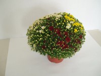 Chrysanthema multiflora 3 farby