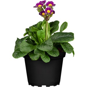 Záhradná prvosienka (Primula elatior) v kvetináči s fialovými a žltými kvetmi.