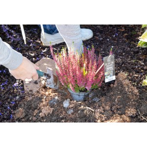 Trojfarebný vres (Calluna vulgaris) v kvetináči sa sadí do záhrady.