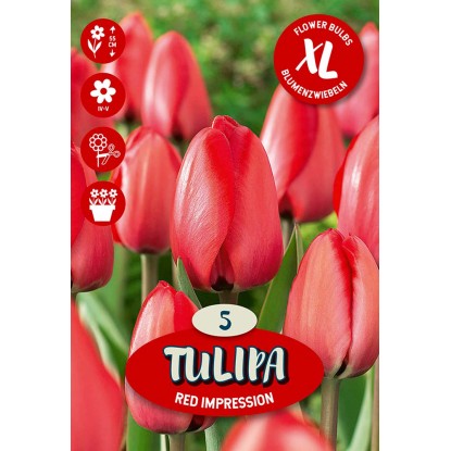 Kvetinová cibuľka tulipánu (Tulipa Darwin Red Impression)