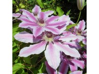 Plamienok (Clematis Hybride) 