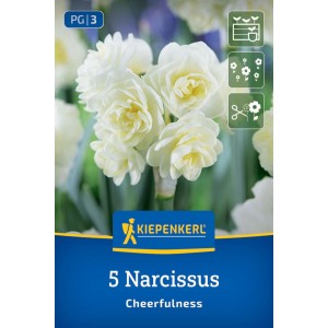 Cibuľky narcisov Poetaz Cheerfulness Kiepenkerl. Balenie s bielymi plnými kvetmi do záhrady a nádob.
