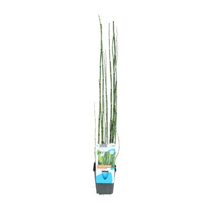 OBI Praslička japonská priemer kvetináča cca 9 cm