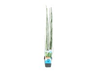 OBI Praslička japonská priemer kvetináča cca 9 cm