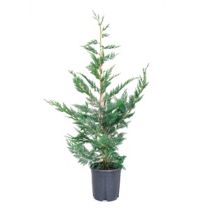 Zelený cypruštek Leylandov (Cupressocyparis leylandii) v kvetináči, výška cca 100 cm.