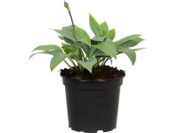 OBI Funkia modrá/sivá priemer kvetináča cca 17 cm Hosta