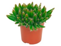 Hylocereus zvlnený priemer kvetináča cca 10,5 cm