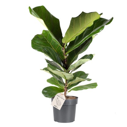Figovník lyrovitý (Ficus lyrata), výška cca 65-75 cm, pr. kv. cca 17 cm