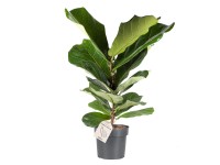 Figovník lyrovitý (Ficus lyrata), výška cca 65-75 cm, pr. kv. cca 17 cm