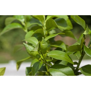 Detailný záber mladého citrusového stromu so zelenými listami a malými plodmi. Hnojivo pre citrusy GROW by OBI.