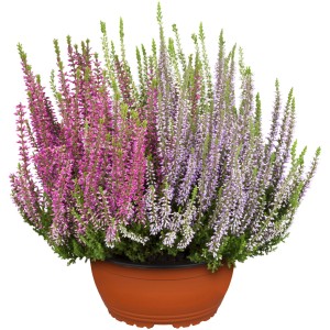 Vres 'Garden Girls' v kvetináči, cca 23 cm Ø, s ružovými a fialovými kvetmi.