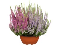 GROW by OBI Vres (Calluna Garden Girls), pr. kvetináča 23 cm
