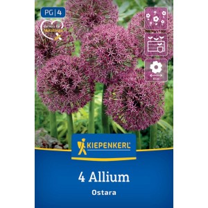 Cibuľky okrasného cesnaku Allium Ostara Kiepenkerl, 4 ks, s veľkými fialovými guľovitými kvetmi. Do záhrady a nádob.