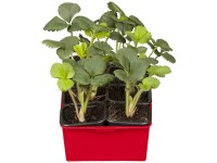 Mesačná jahoda Ostara podnos s 10 kusmi